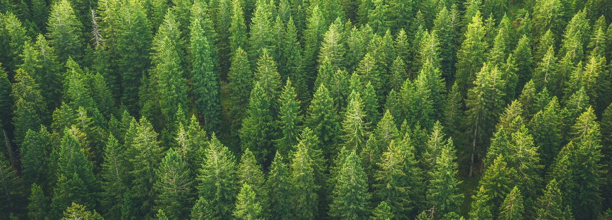 A high-angle, full-frame photograph of a dense evergreen forest. The image is filled with the vibrant green, textured needles and pointed tops of numerous coniferous trees, creating a repetitive natural pattern across the entire frame.
