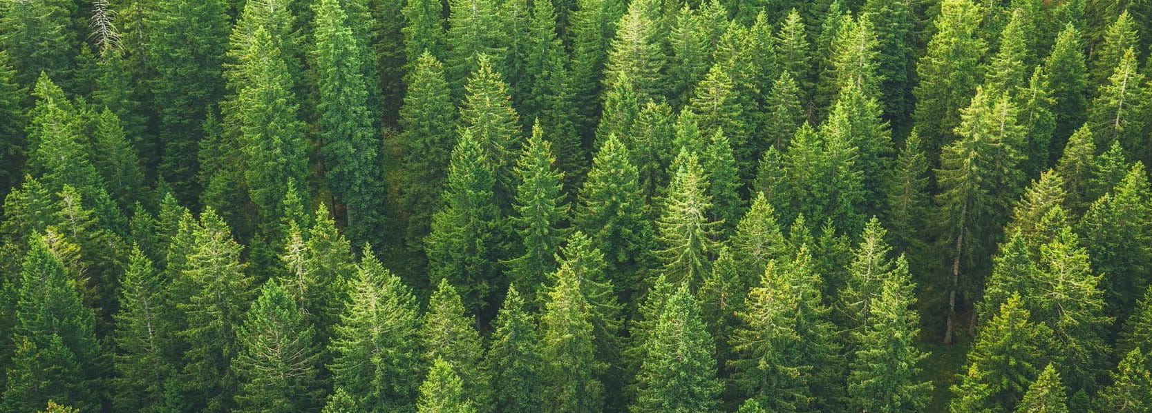 A high-angle, full-frame photograph of a dense evergreen forest. The image is filled with the vibrant green, textured needles and pointed tops of numerous coniferous trees, creating a repetitive natural pattern across the entire frame.
